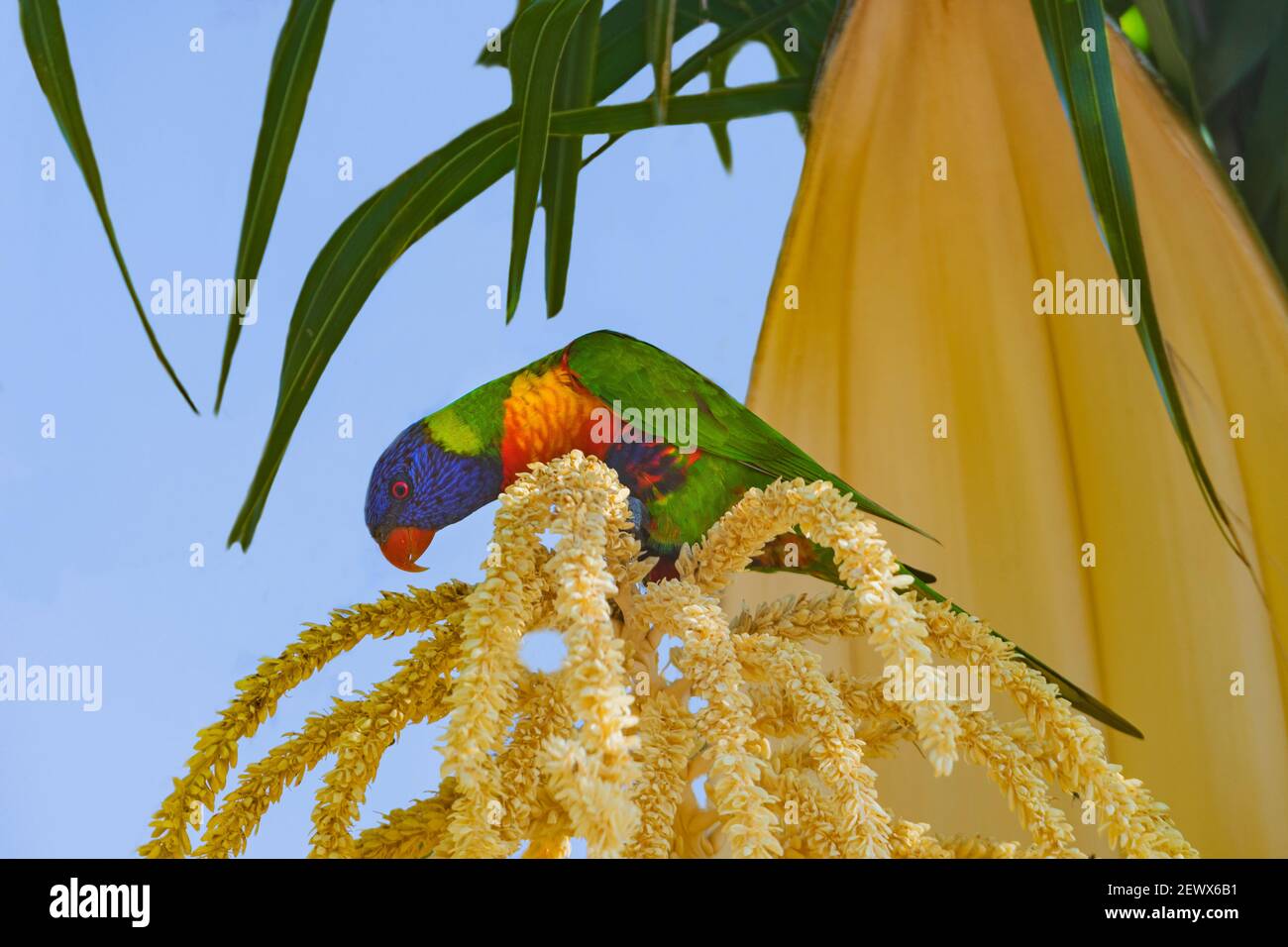 Rainbow Lorikeet (Trichoglossus haematodus) se nourrissant de graines de palmier, Burnett Heads, Queensland, Queensland, Australie Banque D'Images