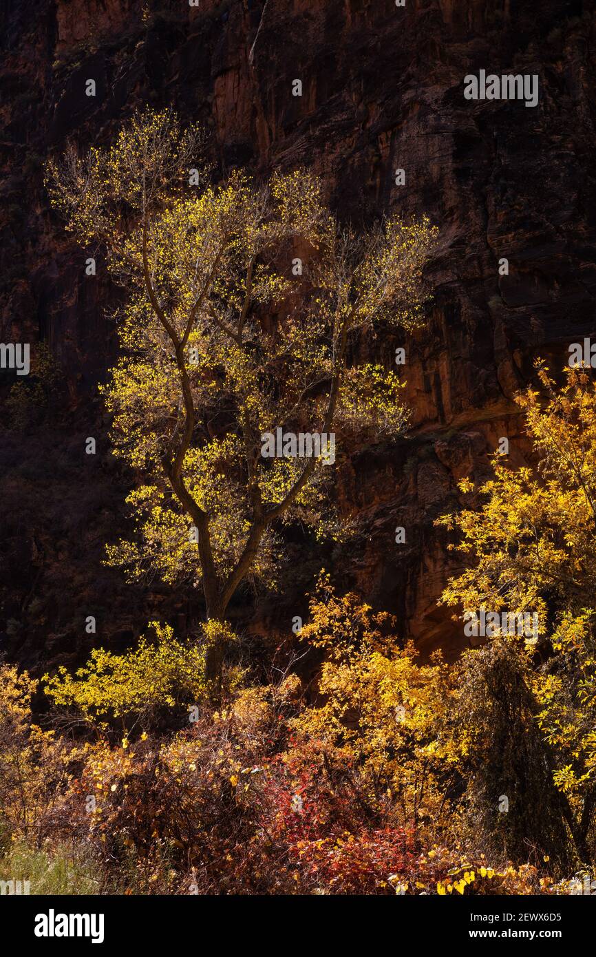 Arbre jaune rétroéclairé dans le canyon de Zion en automne, parc national de Zion, Utah Banque D'Images
