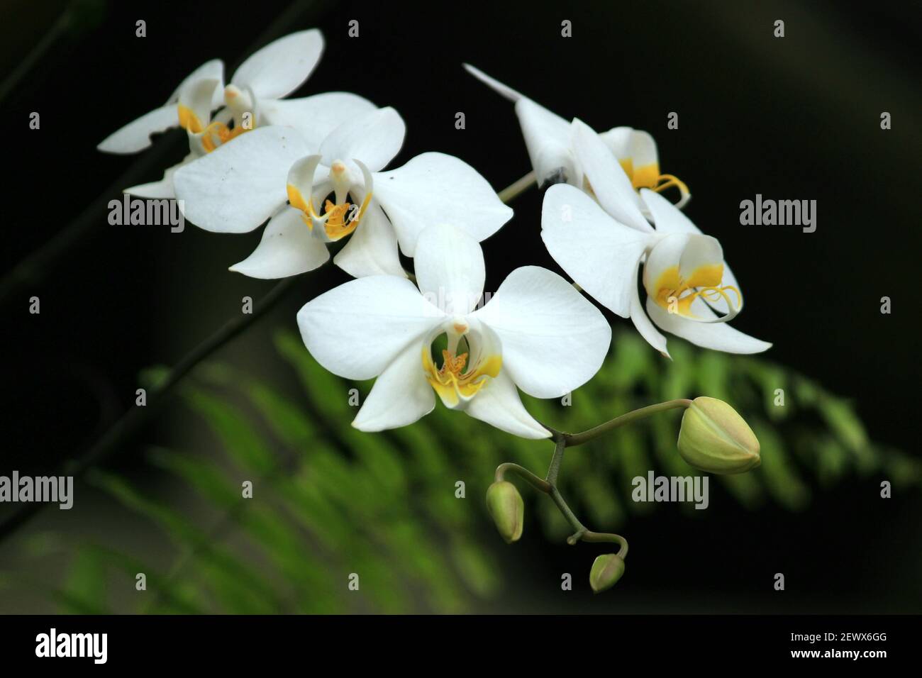 orchidée de lune fleur blanche dans une belle forêt Photo Stock - Alamy