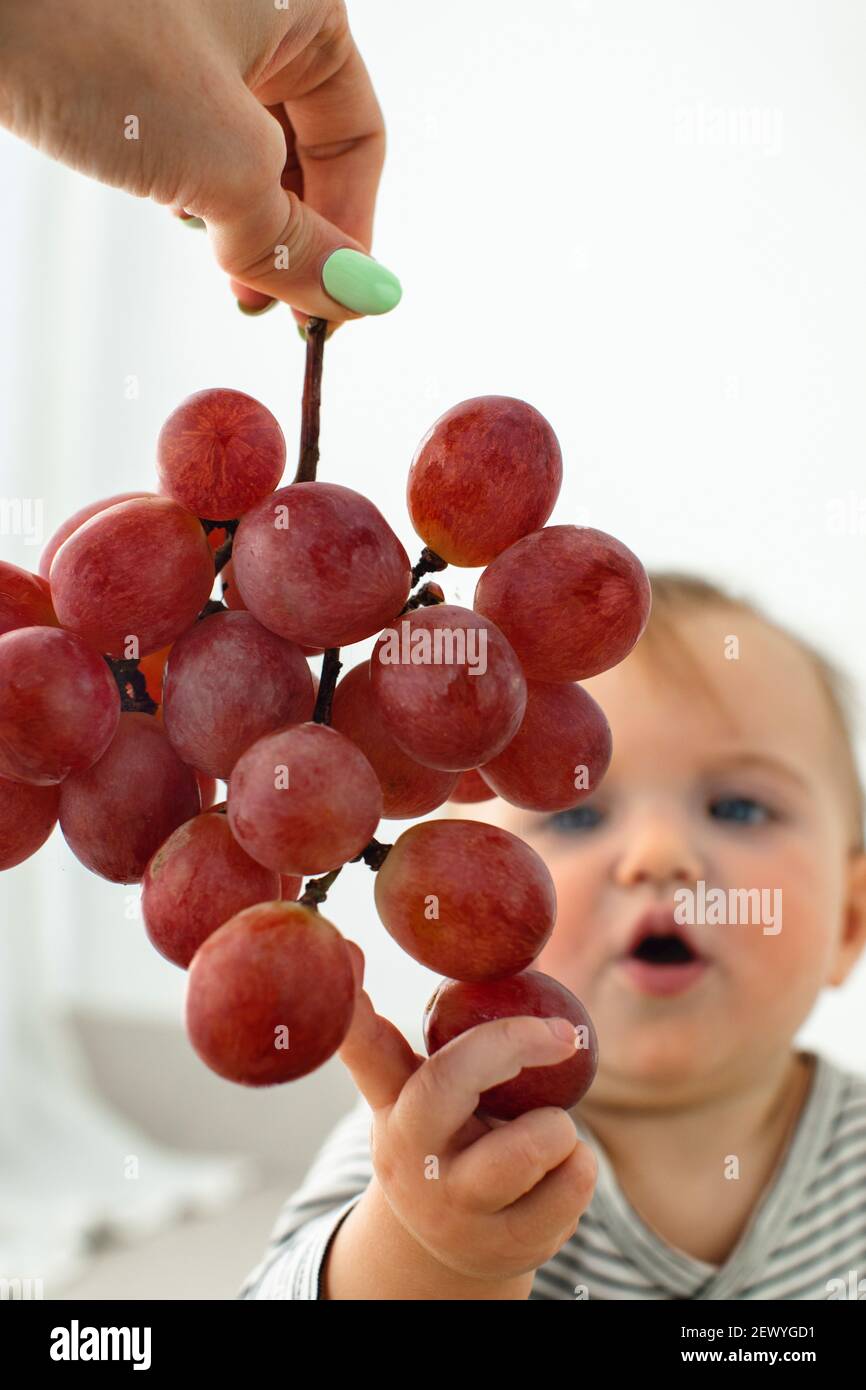 Mignonne bébé fille sont assis avec des raisins blanc fond intérieur. Drôle d'enfant explore le fruit Banque D'Images