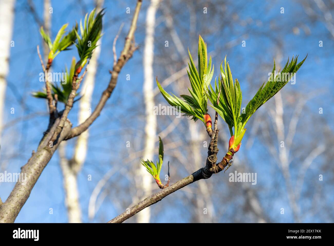 Gros plan de nouvelles feuilles vertes fraîches qui poussent des bourgeons sur la branche des arbres au printemps du matin sur fond de ciel bleu clair. Printemps nature éveillé pittoresque Banque D'Images