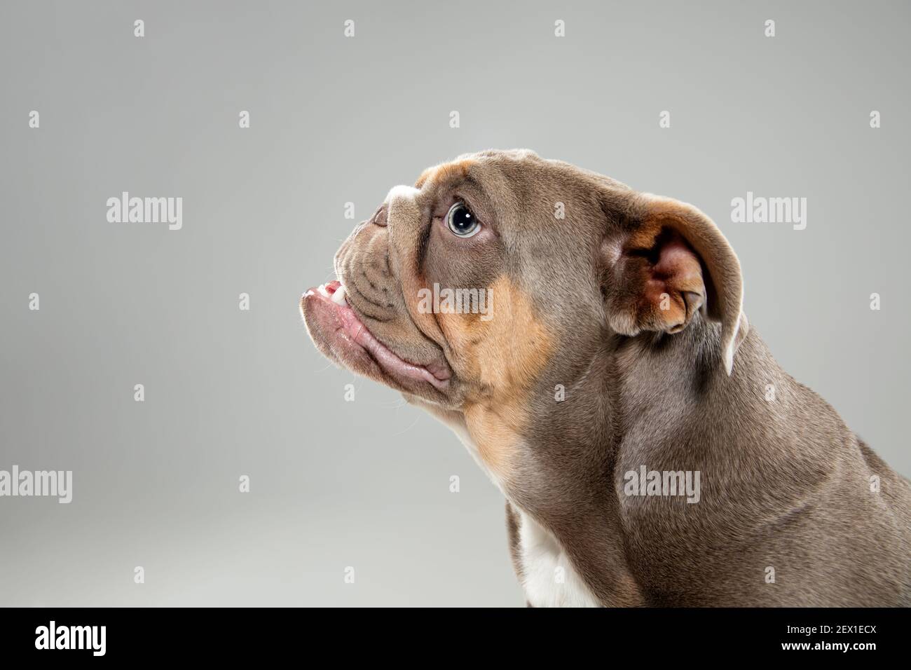 Bouledogue Americain Banque D Image Et Photos Alamy Bouledogue Americain Banque D Image Et Photos Alamy