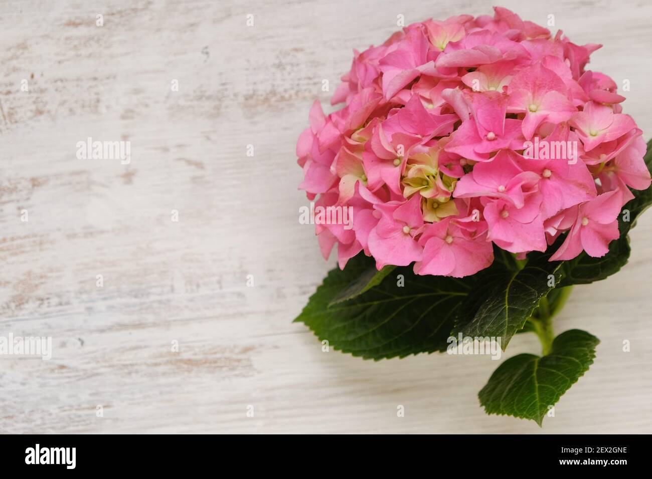 Fleurs roses Hydrangea en gros plan sur un arrière-plan chic et élégant.espace pour copier.carte de vœux à fleurs vierge. Fleurs roses de printemps. Magnifique fond floral Banque D'Images