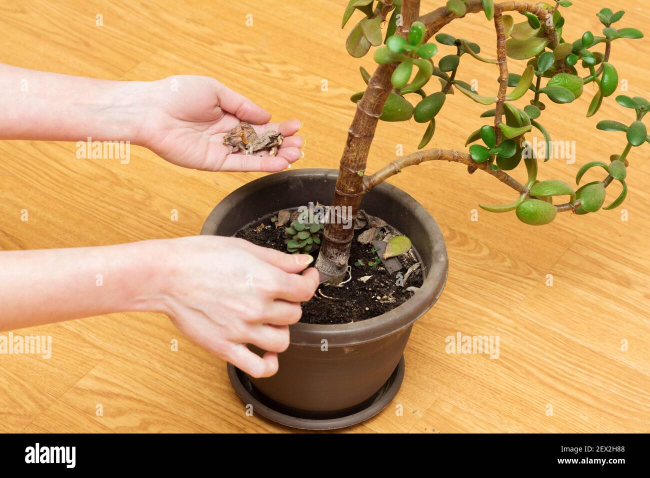 La femme tend à la plante de jade en enlevant les débris de plante du pot de fleur. Banque D'Images