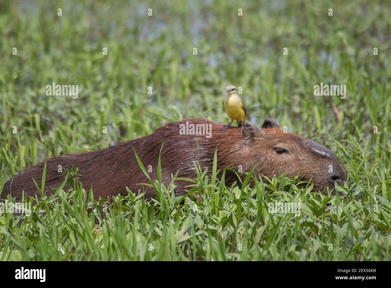 Un capybara marche à travers l'herbe et manger avec un oiseau sur la tête dans le Pantanal au Brésil, en Amérique du Sud Banque D'Images