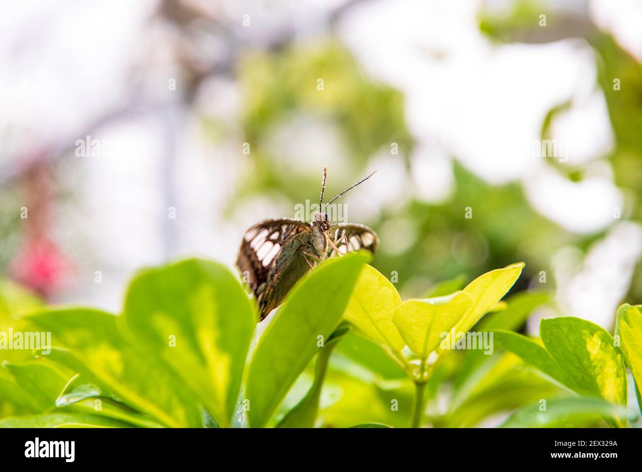 Un beau papillon sur la feuille avec des gouttes de rosée Banque D'Images