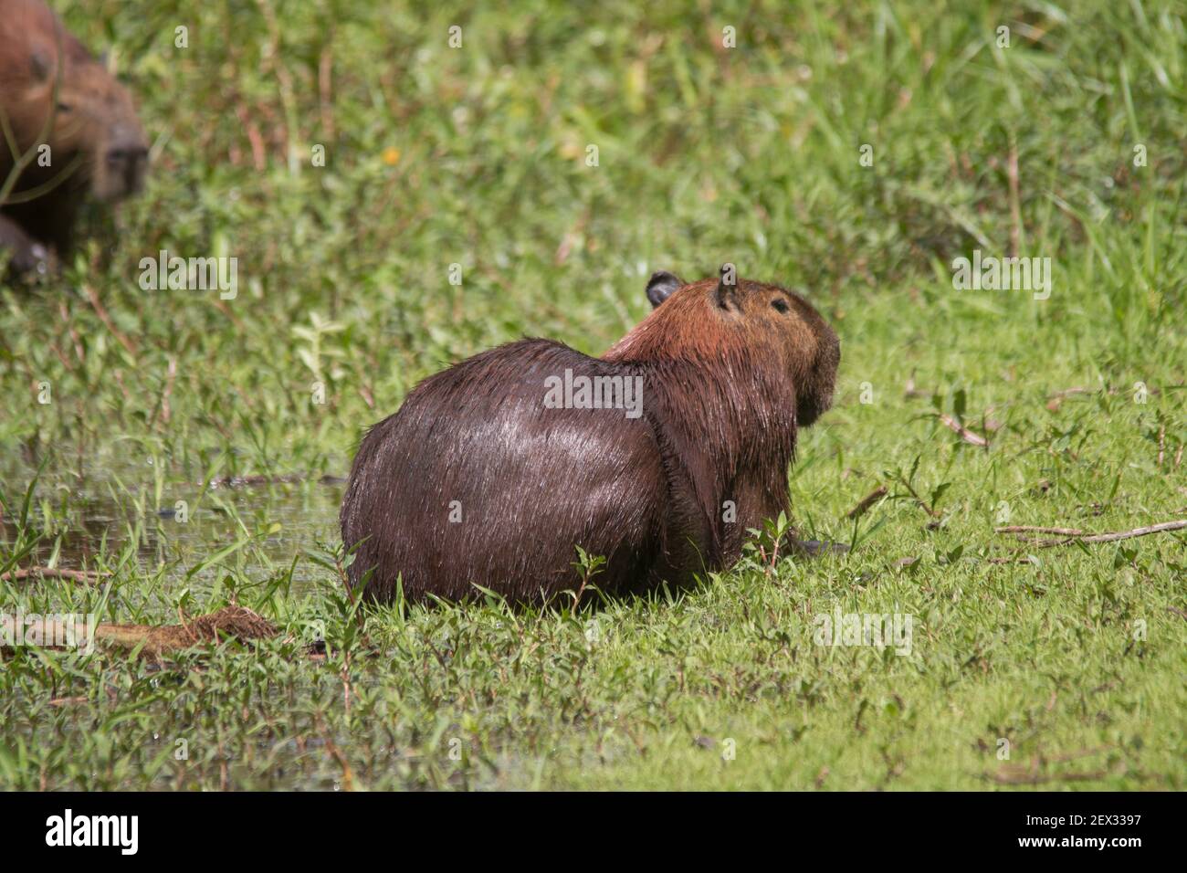 Un capybara marche à travers l'herbe et se mange dans le Pantanal au Brésil, en Amérique du Sud Banque D'Images