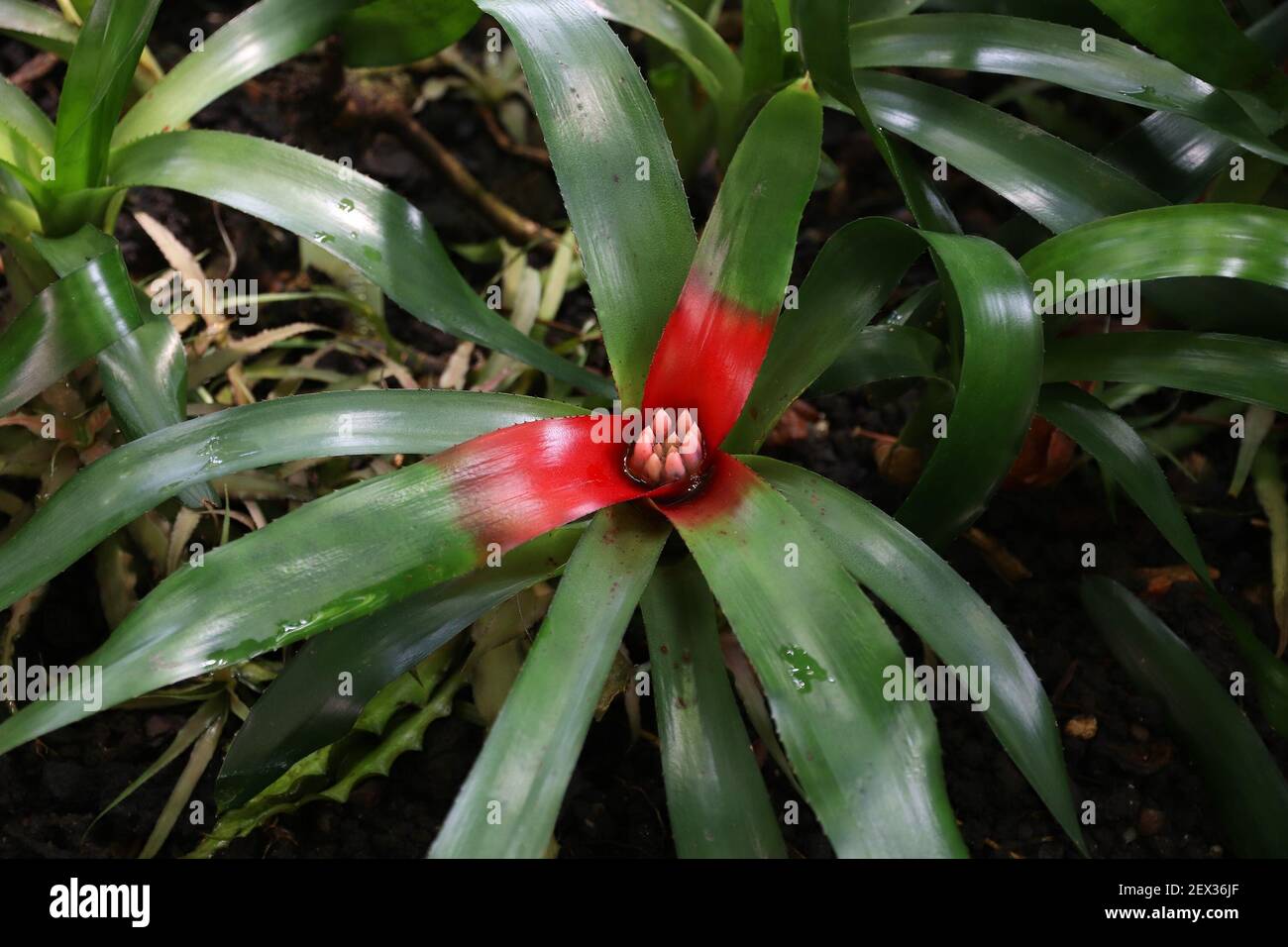 Usine de broméliad. Espèces végétales de Neorelia cyanoa, espèces endémiques du Brésil. Plante ornementale à Kew Gardens, Londres. Banque D'Images