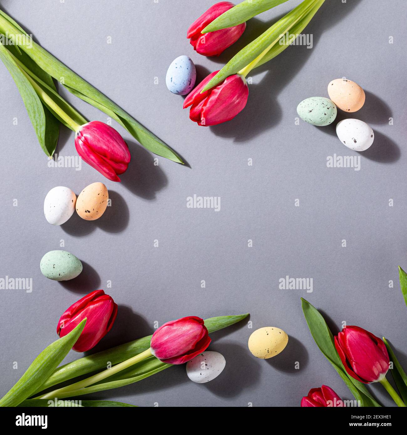 Tulipes roses sur fond gris Banque D'Images