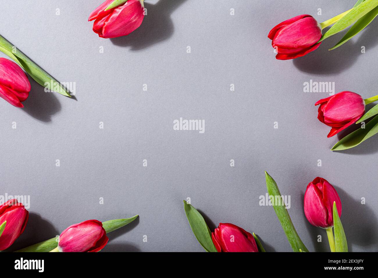 Tulipes roses sur fond gris Banque D'Images