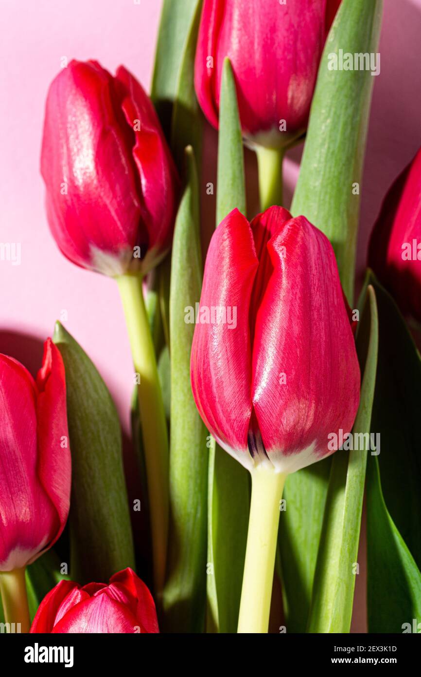 Tulipes roses sur fond rose Banque D'Images