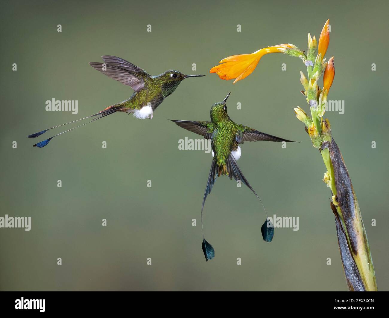 Queue de raquette amorçée (Ocreatus underwoodii), deux oiseaux se nourrissant de fleurs, Tandalapa (Équateur) Banque D'Images
