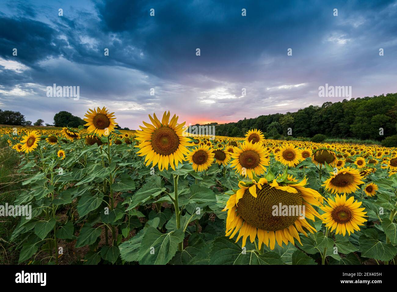 Champ de tournesols au coucher du soleil en été, Moselle, France Banque D'Images