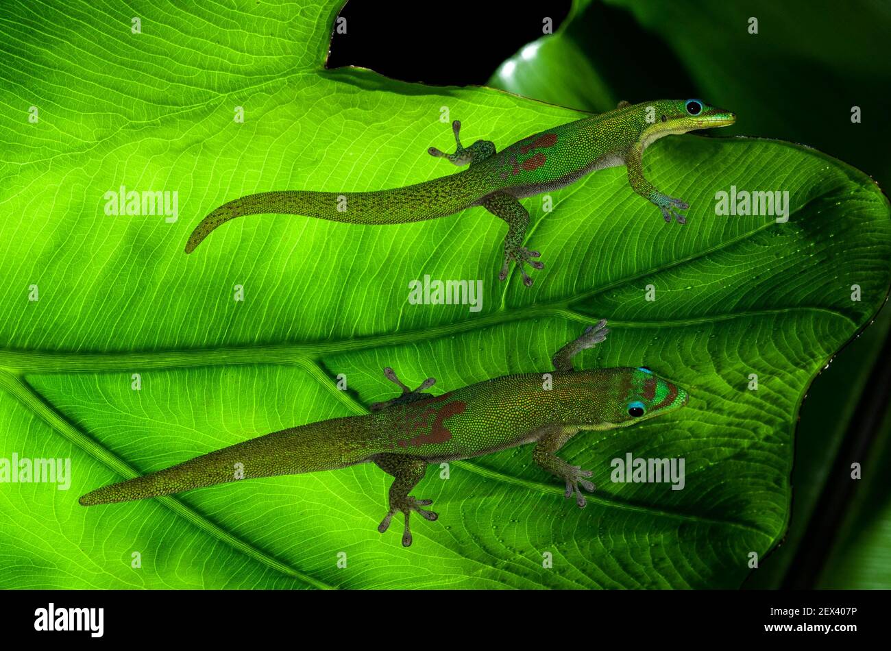 Journée de la poussière d'or Gecko, Phelsuma laticauda laticauda, Hawaï. Banque D'Images
