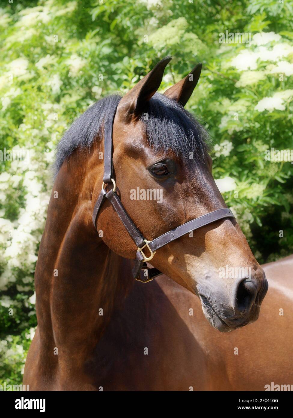 Une tête d'un magnifique cheval de baie dans un collier de tête Photo Stock  - Alamy
