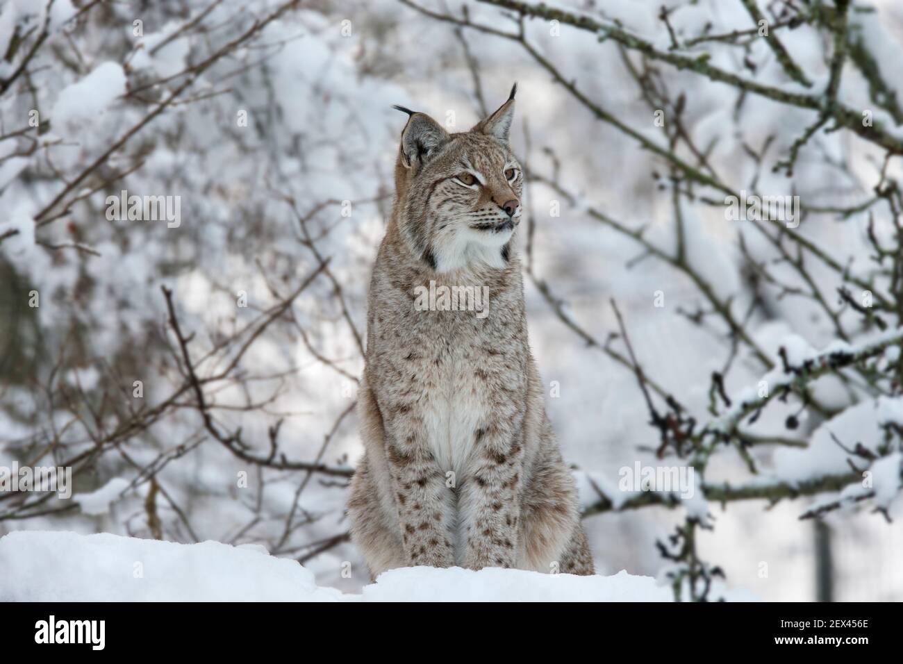 Le lynx (Lynx lynx lynx), captive, Highland Wildlife Park, Kingussie, Scotland, UK Banque D'Images