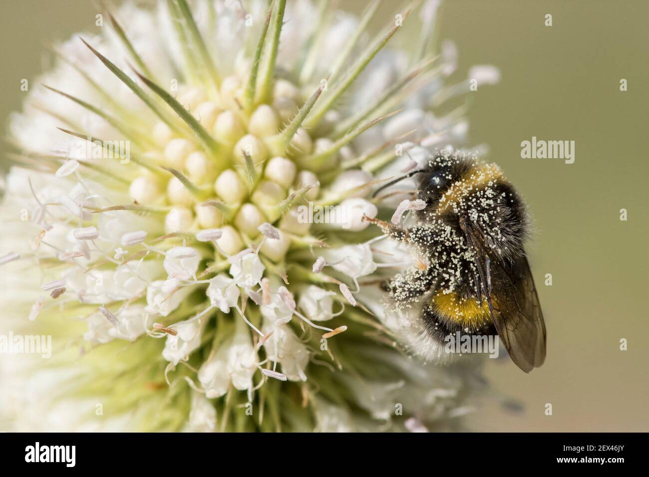 Bumblebee (Bombus terrestris) recouvert de pollen sur des petites fleurs coupées (Dipsacus laciniatus), jardin des plantes, Paris, France Banque D'Images
