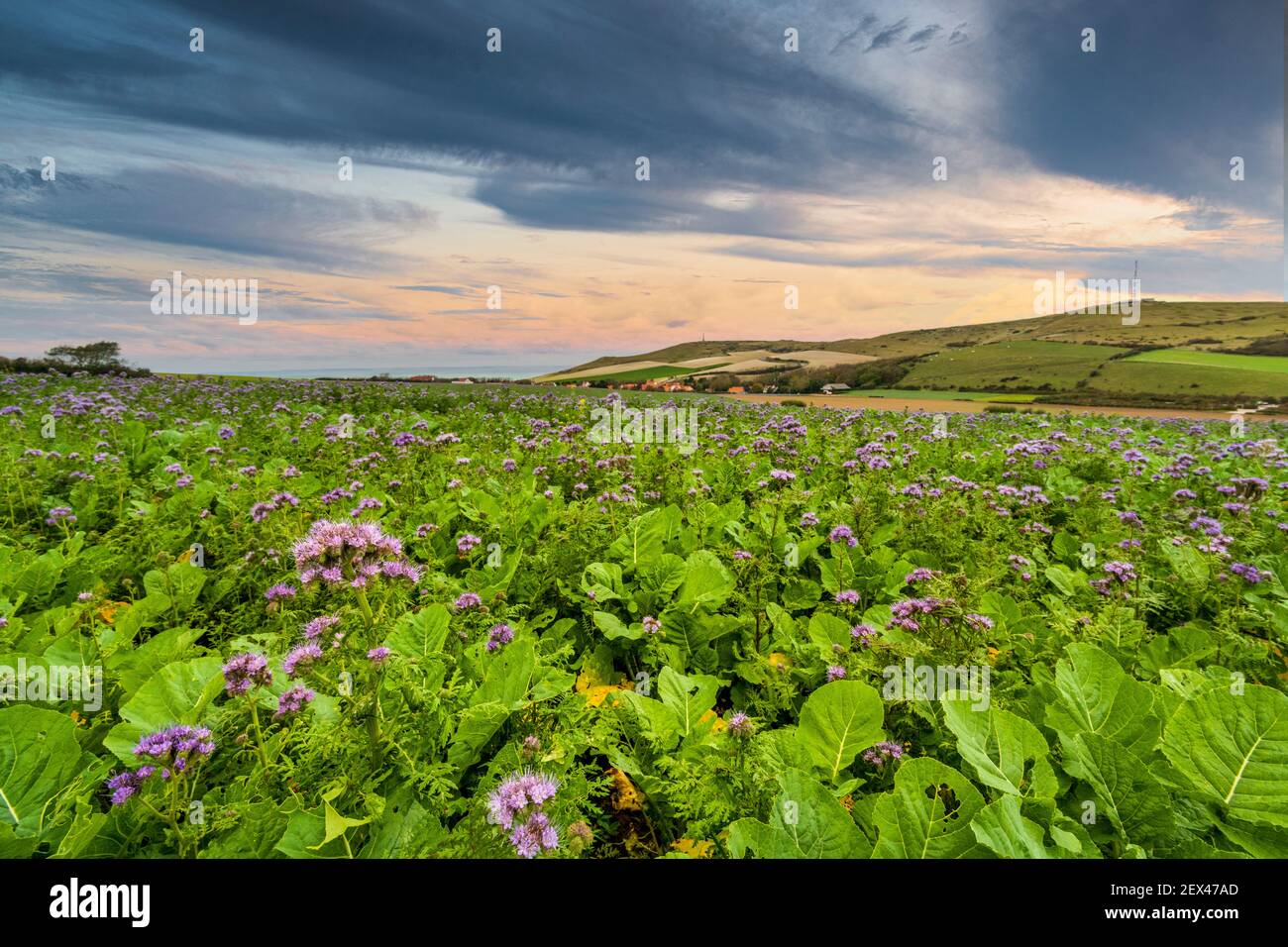 Champ de Phacelia, pas-de-Calais, Côte d'Opale, France Banque D'Images