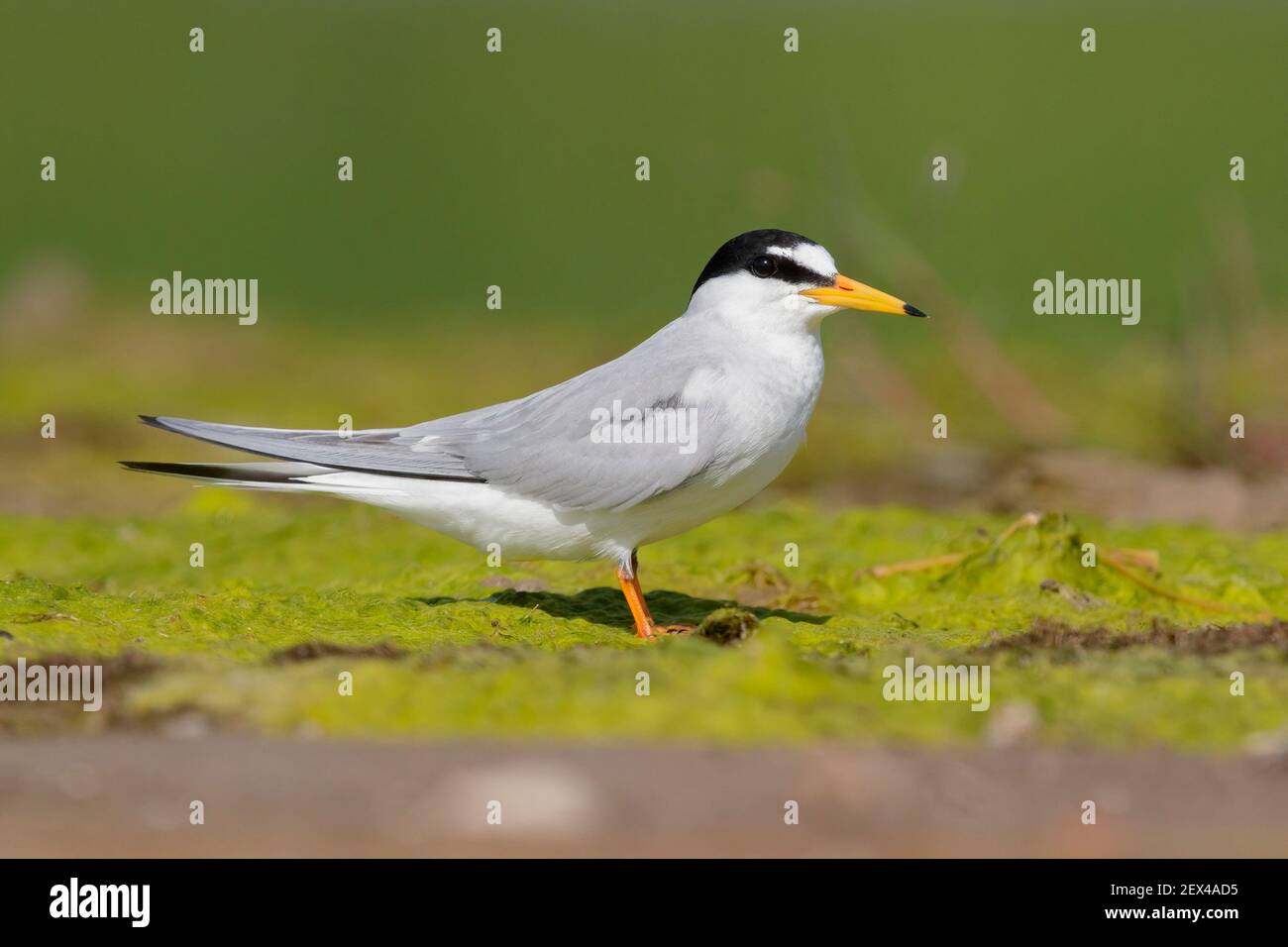 Little Tern (Sternula albifrons), vue latérale d'un adulte debout au sol, Campanie, Italie Banque D'Images