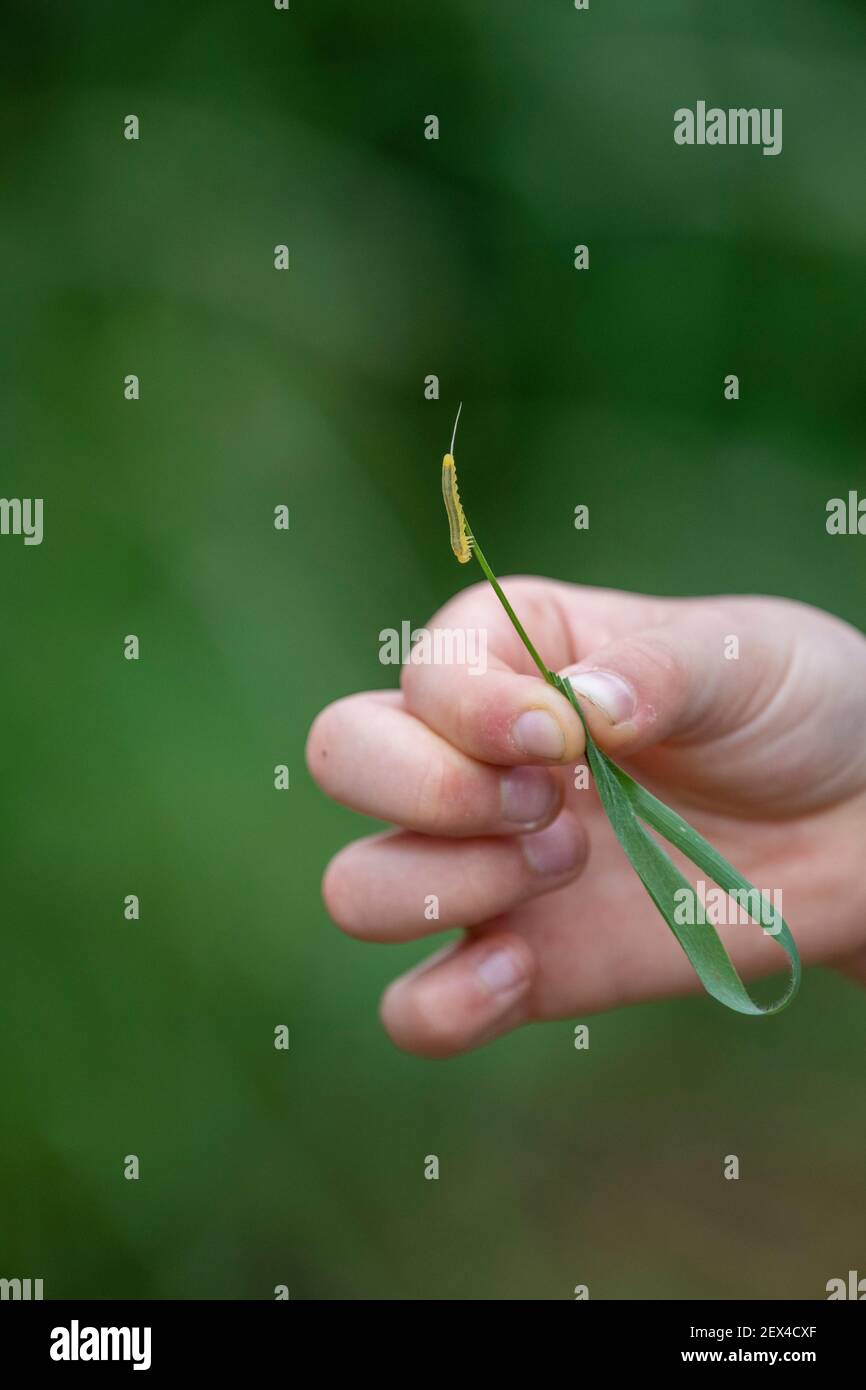 Enfant tenant une chenille sur une lame d'herbe Banque D'Images
