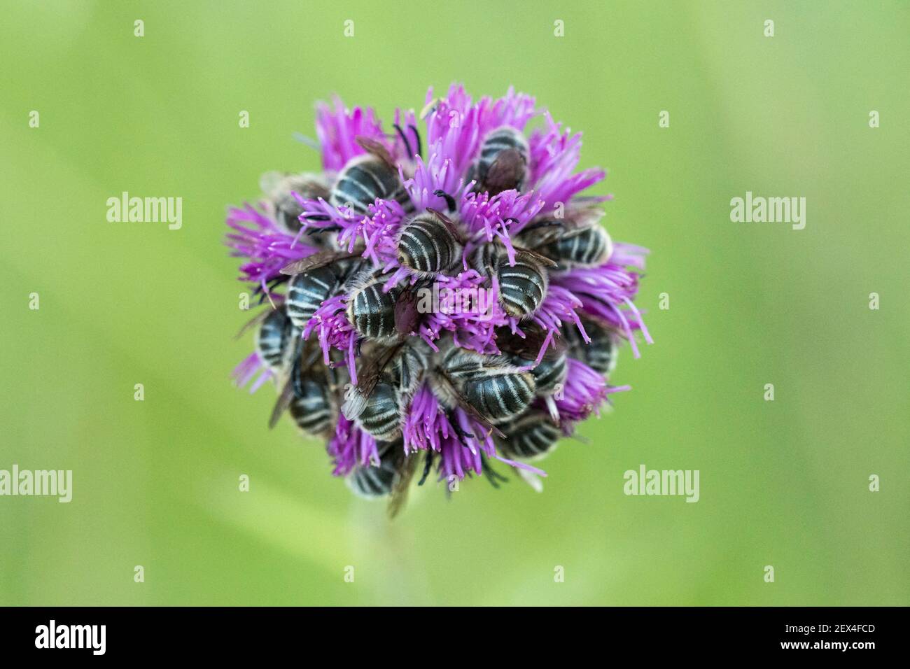 Abeilles endormeuses (Apidae sp) enfouies dans l'inflorescence d'un Asteraceae à Pierrerue, Alpes-de-haute-Provence, France Banque D'Images