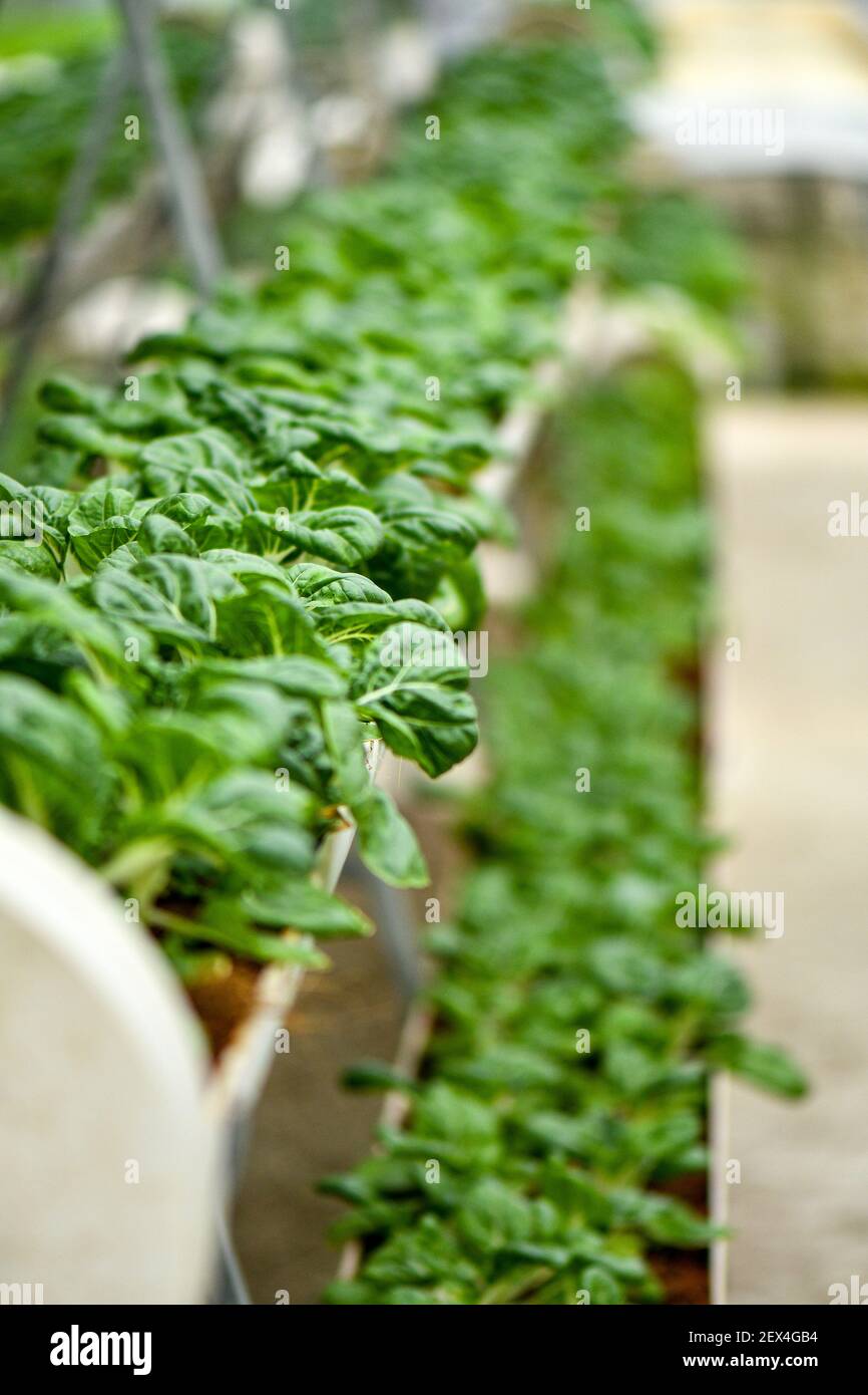 L'agriculture verticale pour l'approvisionnement de chou de lait marché local. Banque D'Images