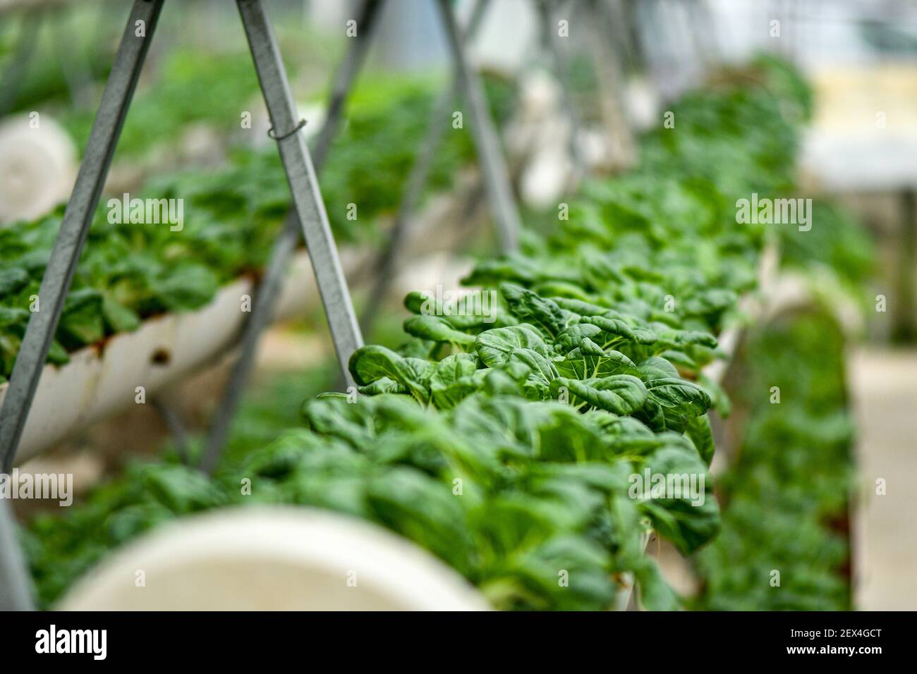 L'agriculture verticale pour l'approvisionnement de chou de lait marché local. Banque D'Images