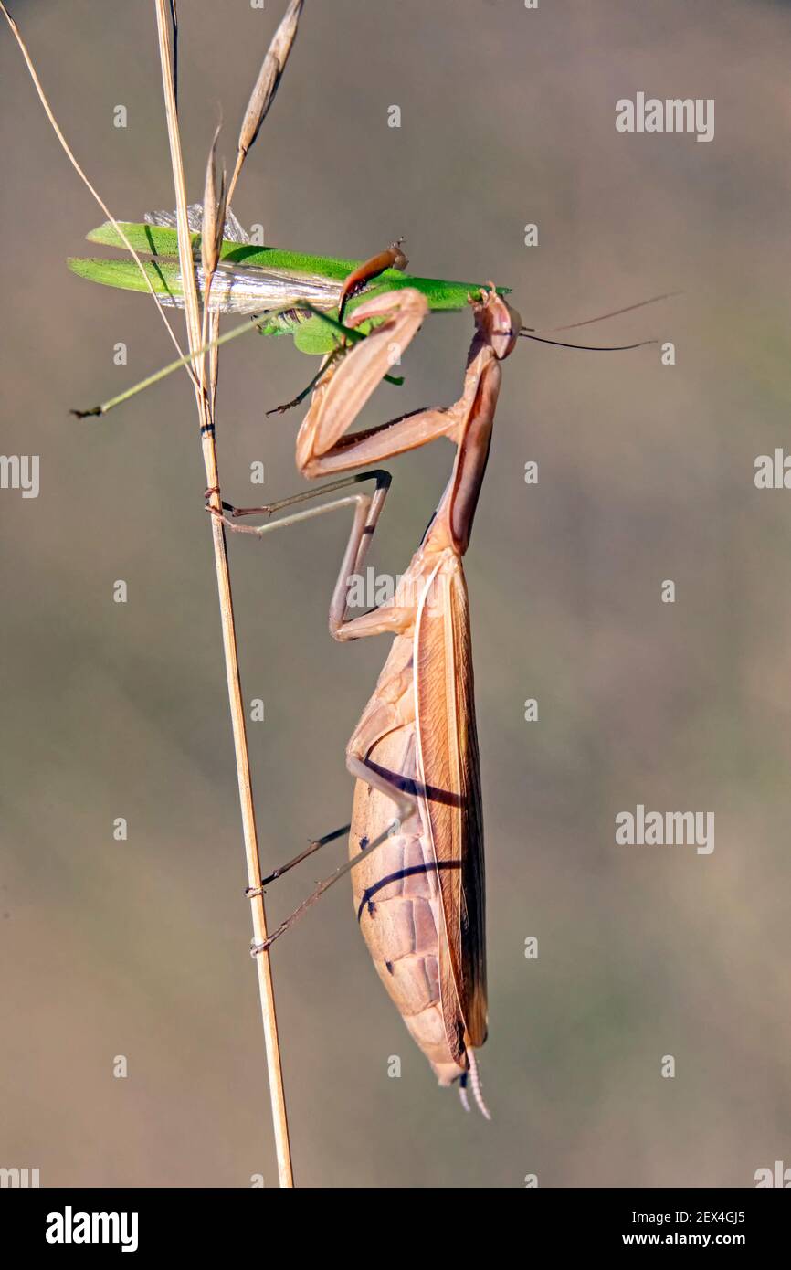 La femelle priant la mante (Mantis religiosa) sur une tige dévorant un mâle après accouplement à la fin de l'été, pelouse en calcaire de Jaillon, Lorraine, France Banque D'Images