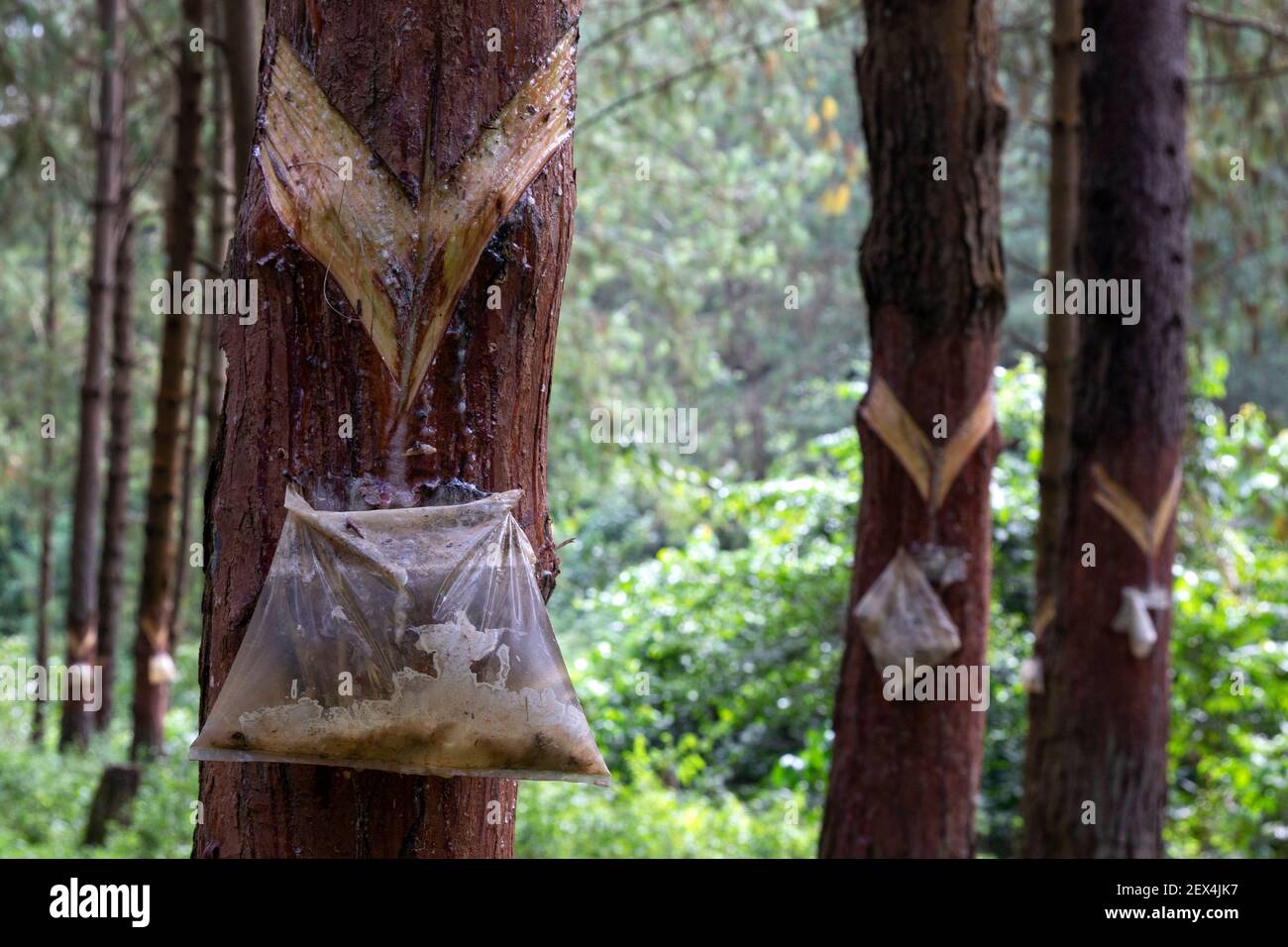 Récolte de résine de pin à partir d'arbres de saignement, Ouganda Banque D'Images