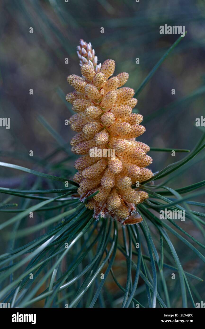 PIN maritime (Pinus pinaster) cône mâle, Vaucluse, Provence, France Banque D'Images