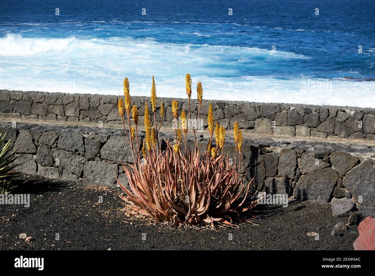 plante à fleurs d'aloès poussant dans un jardin de cactus en volcanique Pierres près de la mer à Lanzarote îles Canaries Espagne Banque D'Images