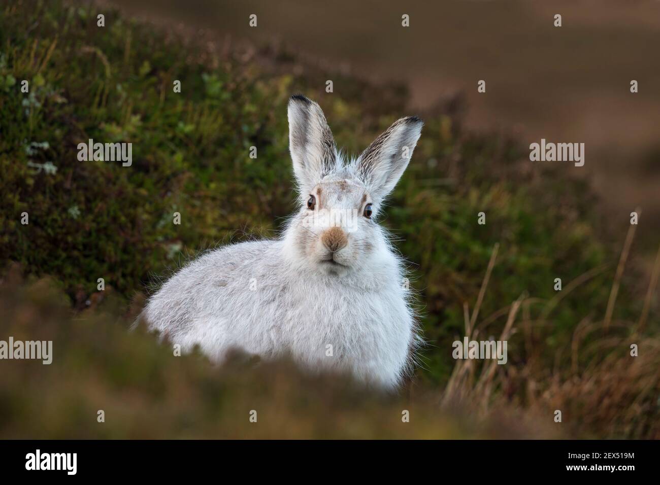 Lièvre variable (Lepus timidus) en manteau d'hiver, Highlands, Scotland, UK Banque D'Images