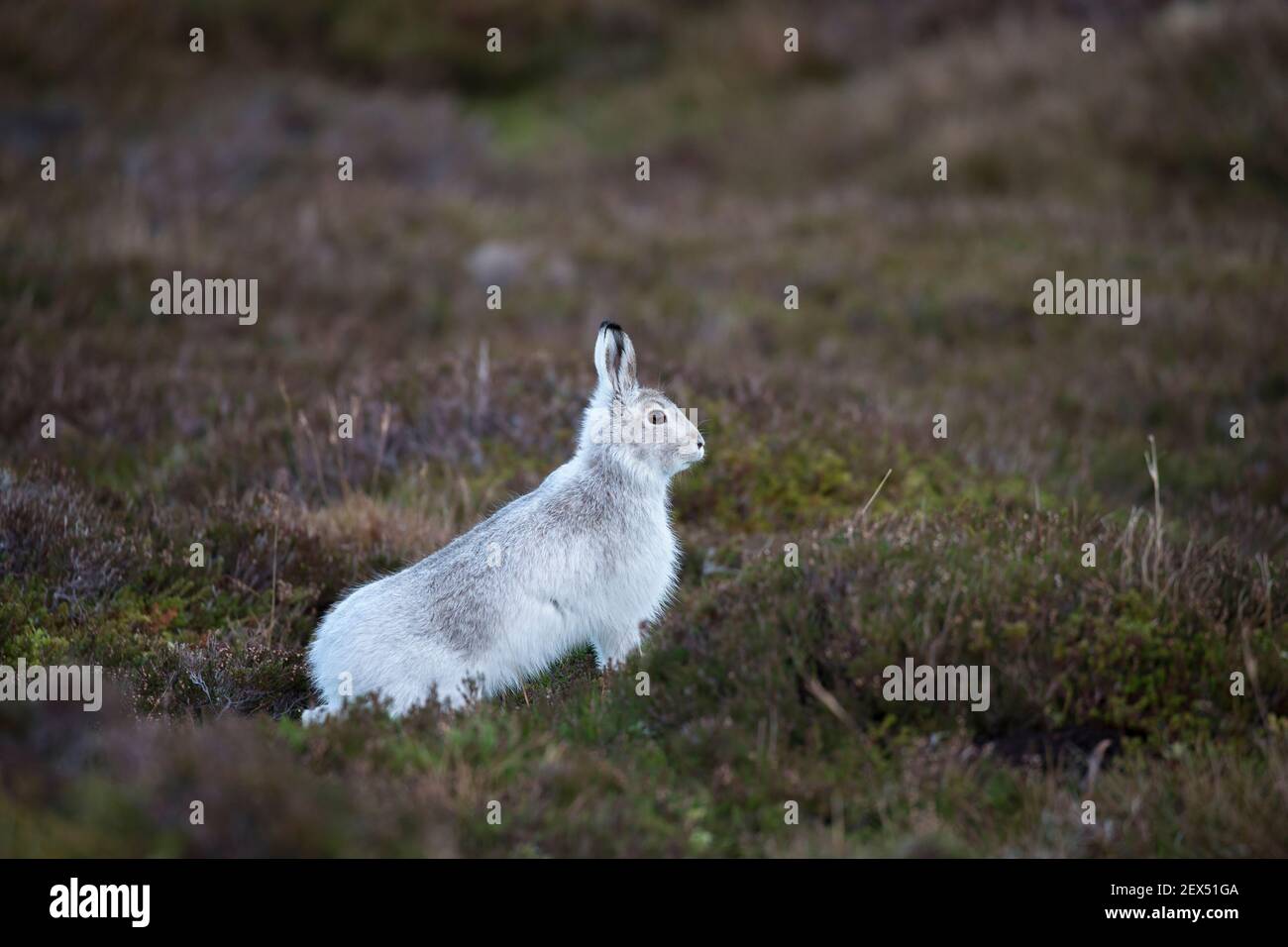 Lièvre variable (Lepus timidus) en manteau d'hiver, Highlands, Scotland, UK Banque D'Images