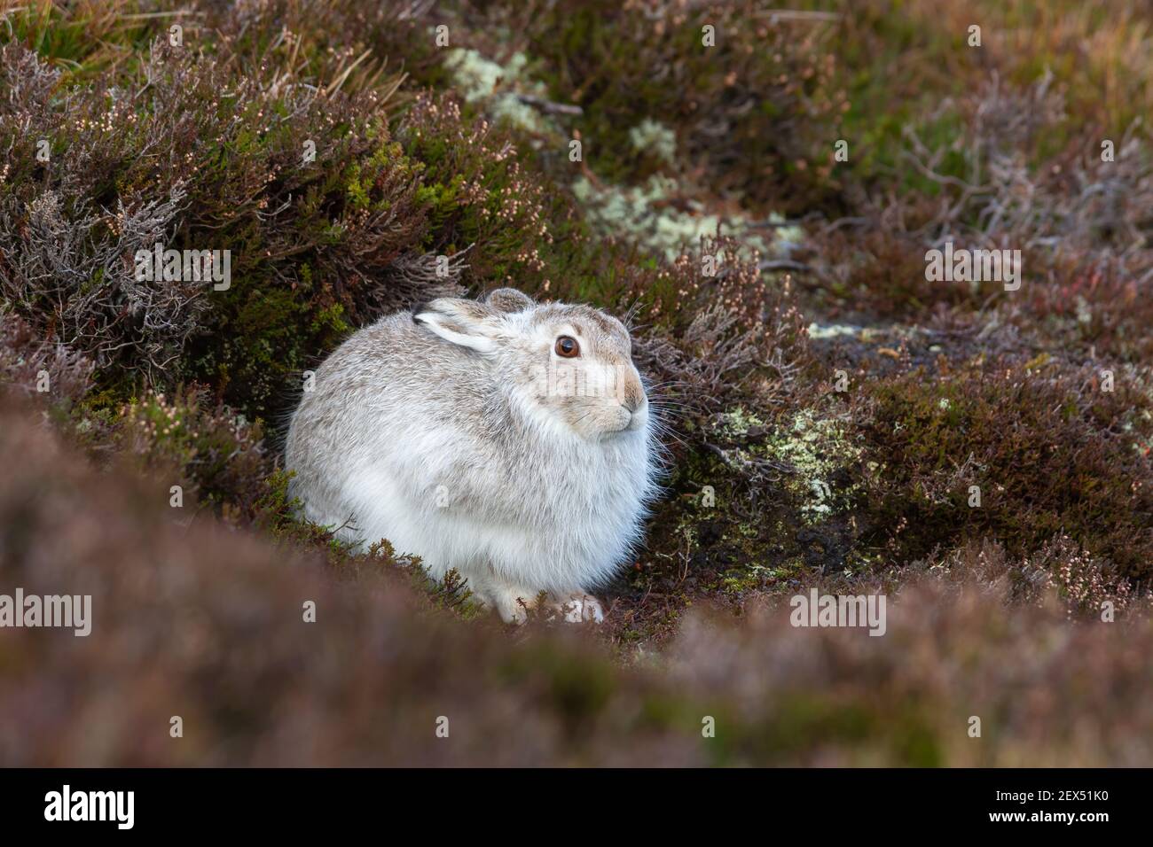 Lièvre variable (Lepus timidus) en manteau d'hiver, Highlands, Scotland, UK Banque D'Images