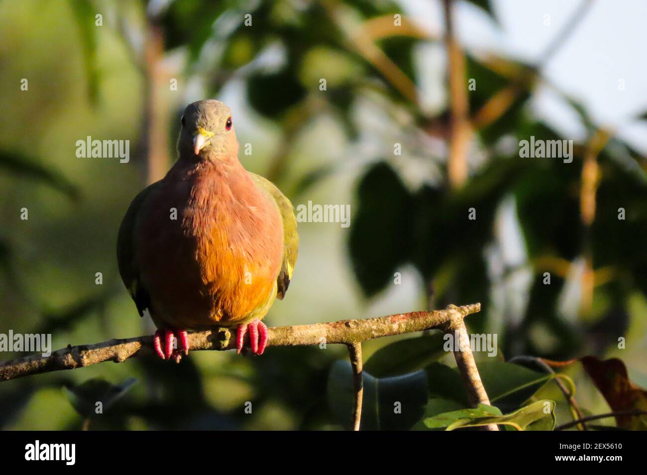 Pigeon vert à col rose dans la forêt tropicale de Singapour. Banque D'Images