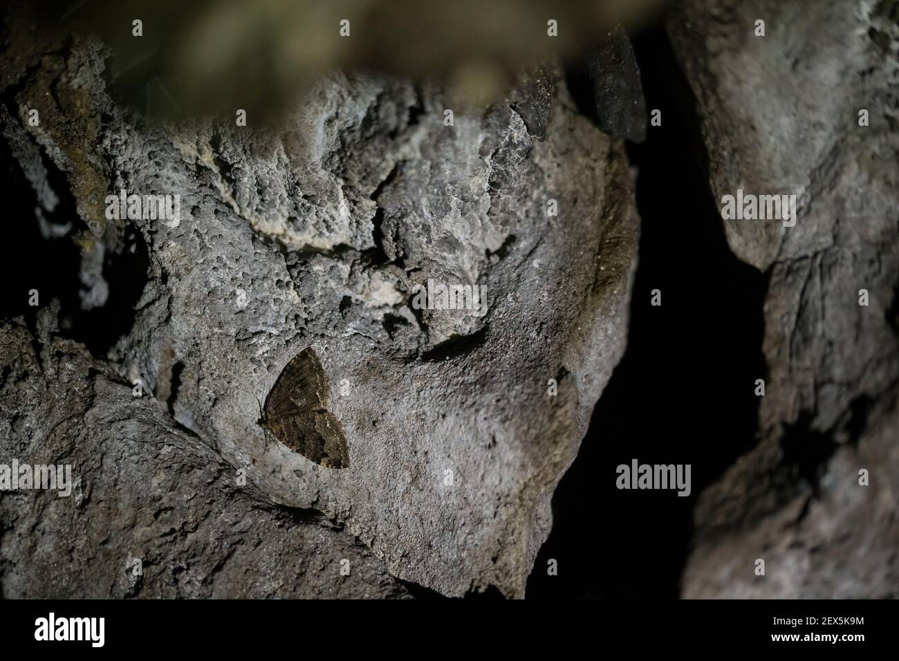 La teigne (Triphosa dubitata) hibernant dans une grotte naturelle, en Finlande Banque D'Images