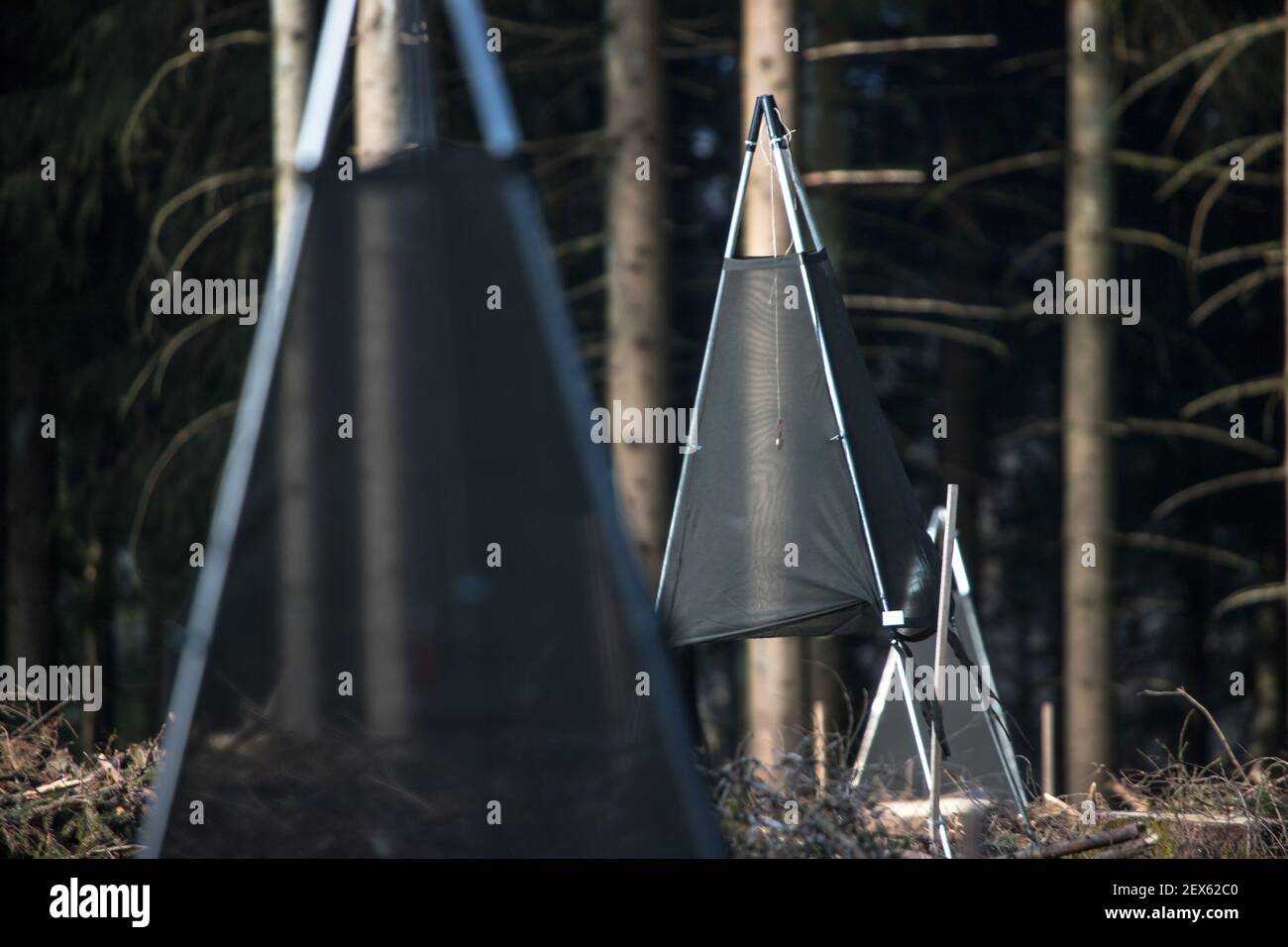 pièges de leurres de dendroctone dans la forêt Banque D'Images