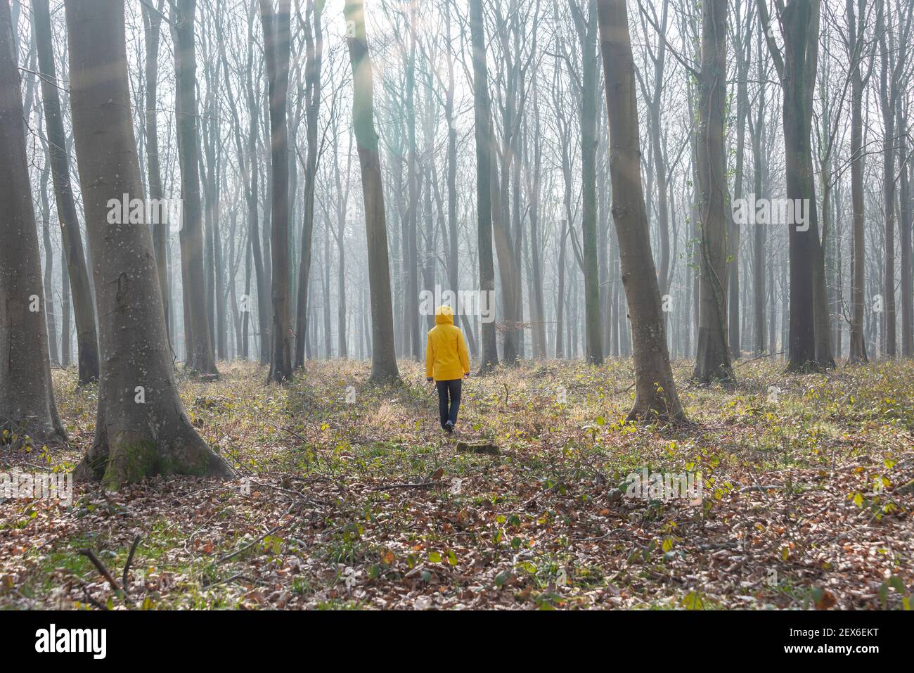 femme portant une veste jaune marchant dans la forêt brumeuse. Banque D'Images