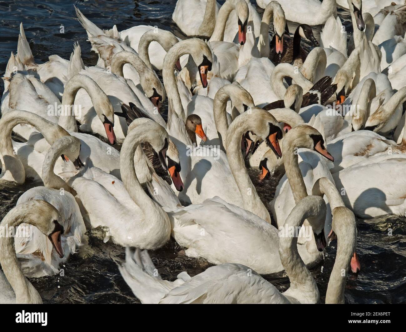 L'alimentation des Cyans de l'Alster, Allemagne Banque D'Images