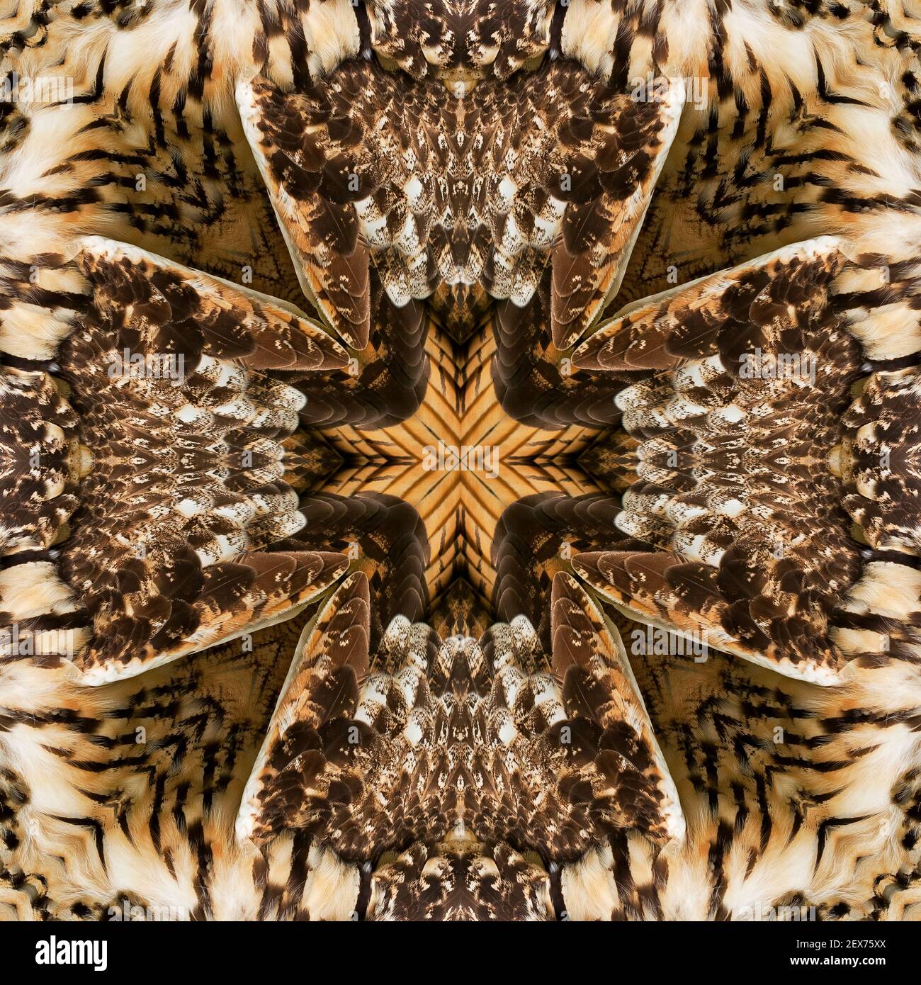 Kaléidoscope des plumes d'un hibou à longues oreilles Banque D'Images