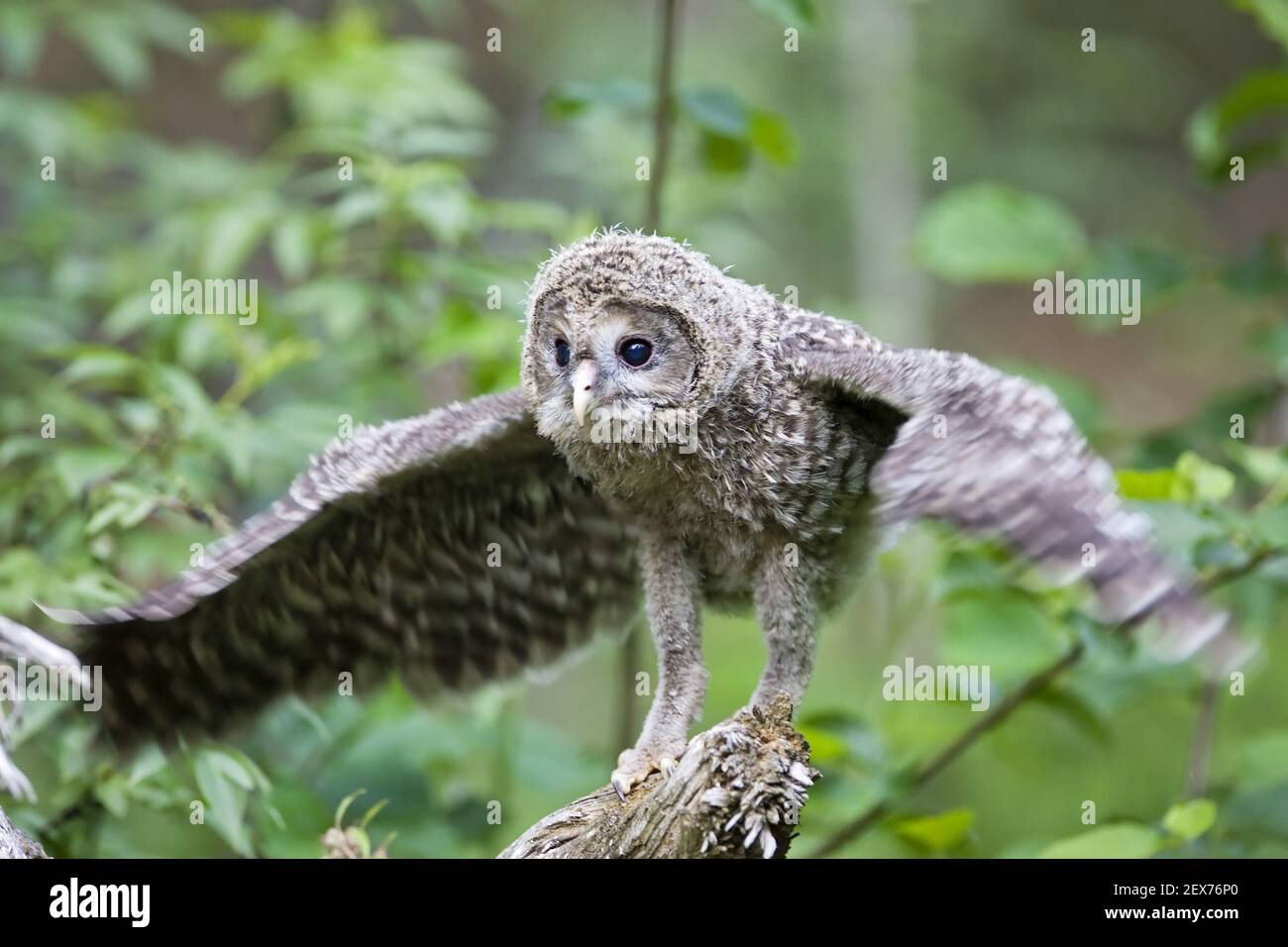 Les jeunes chouettes de l'Oural (Strix uralensis), OWL, Bavaria, Ural Owl, jeune, Bavière, Allemagne Banque D'Images