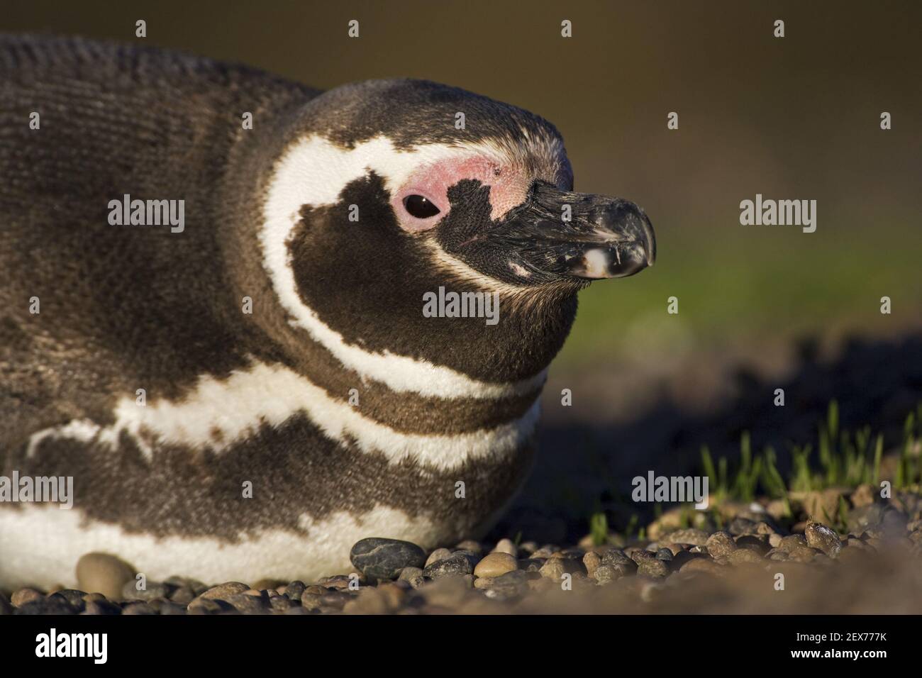 Magellan-Pinguin (Spheniscus magellanicus), Punta Tombo, Argentinien, pingouin Magellanique, Punta Tombo, Argentine Banque D'Images