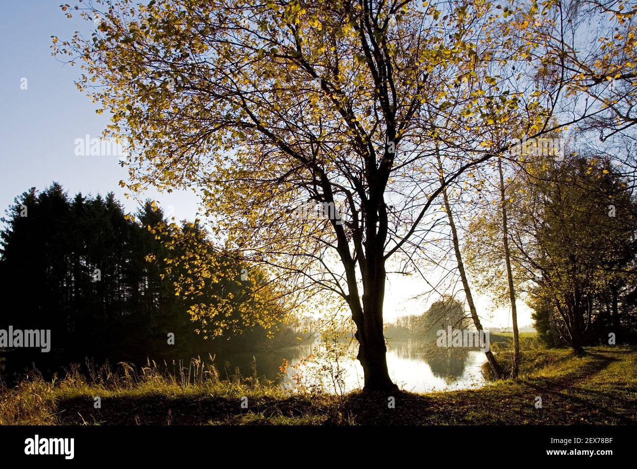 Herbstmunstimg am See, Bayern, Deutschland, colorfull automne dans un lac smale, Bavière, Allemagne Banque D'Images
