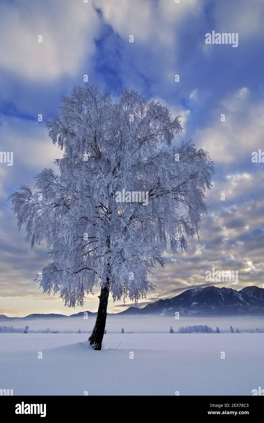 Lever de soleil givré et brumeux sur le plateau alpin, Kochelsee, Bavière forte gelée dans les arbres, lever de soleil givré et brumeux dans la ba Banque D'Images