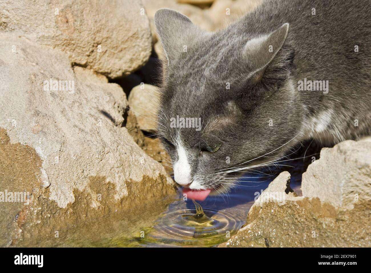 Trinkende Katze, Namibie, Afrique, chat à boire, Afrique Banque D'Images