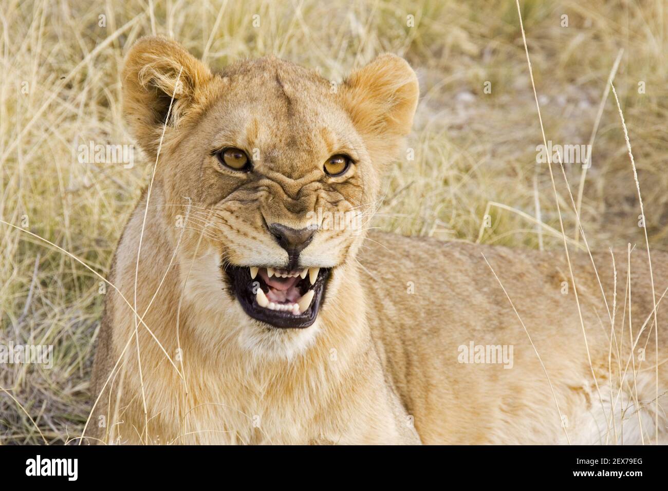 Junger maennlicher Loewe (Panthera leo), Etosha-Nationalpark, Namibie, Afrika, jeune lion masculin, Etosha NP, Afrique Banque D'Images
