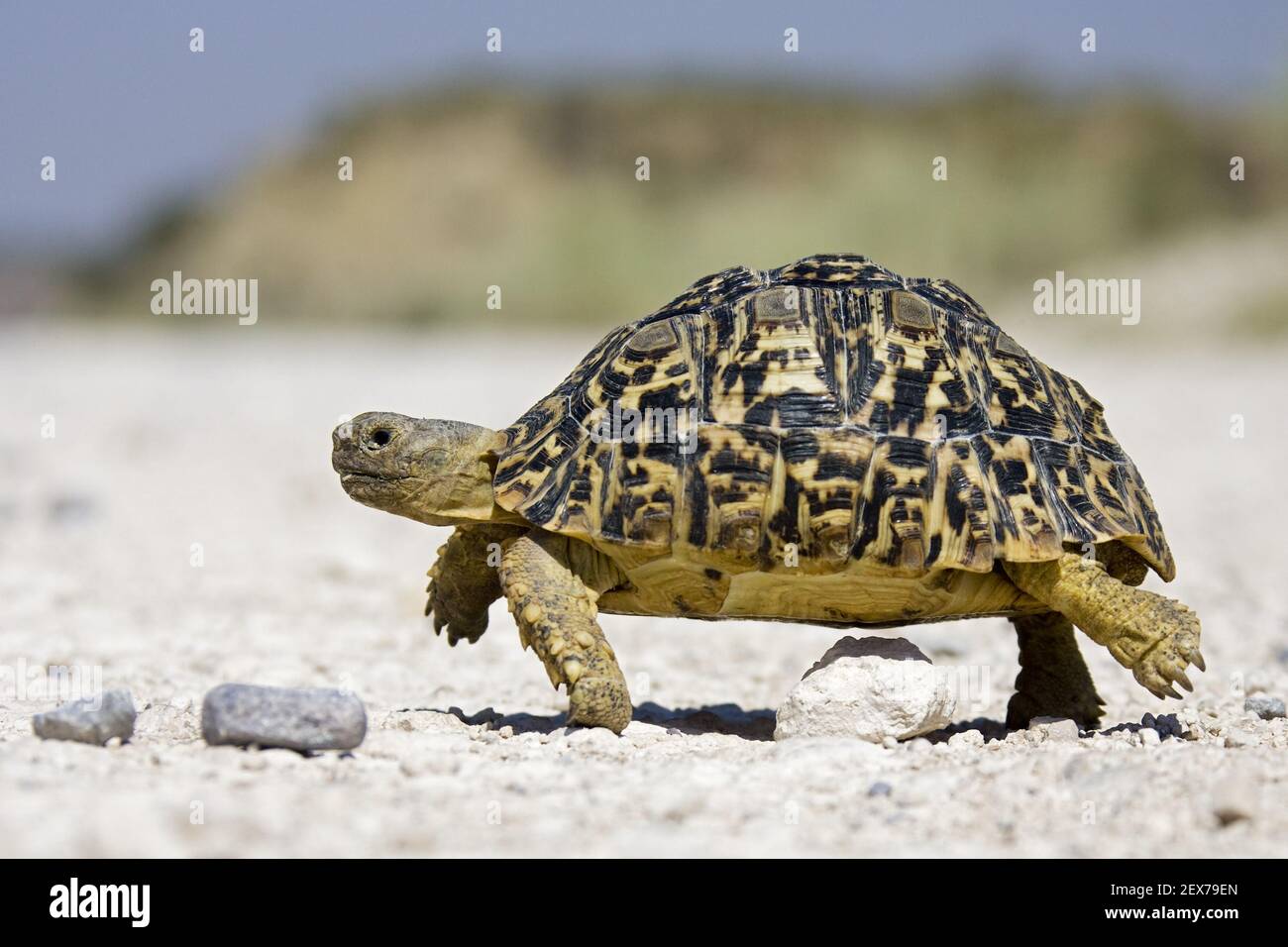 Tortue terrestre (Testudinidae), Namibie, Afrique australe, tortues terrestres, Afrique Banque D'Images