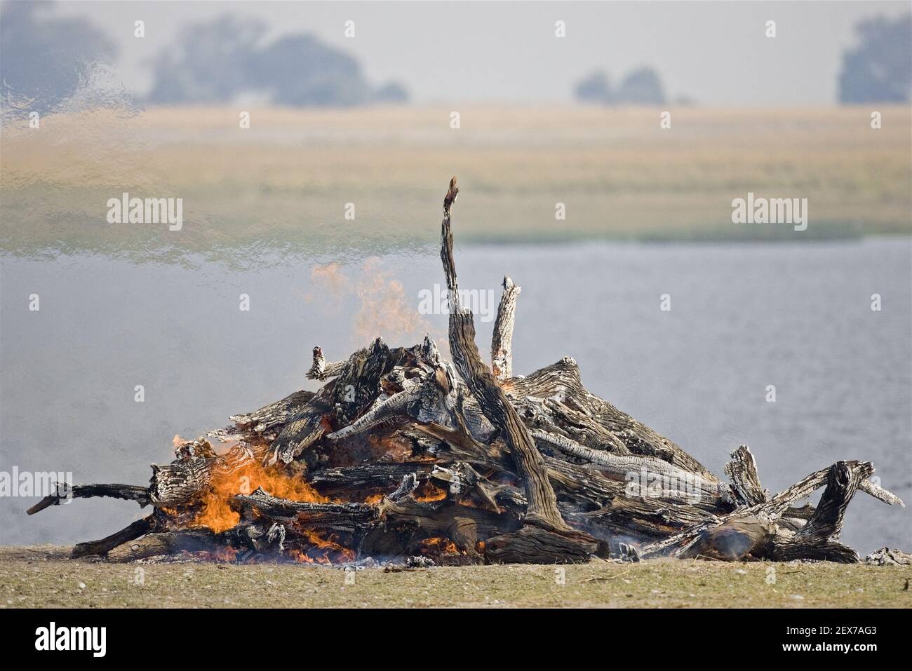 Carcasse d'éléphant, l'éléphant mort est brûlé en raison du danger de charbon, parc national Chobe, parc national, rivière Chobe, Botswana, Banque D'Images