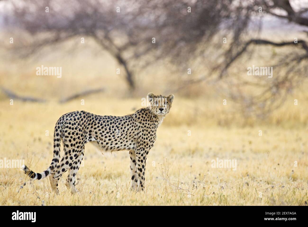Gepard (Acinonyx jubatus) am fruehen Morgen, Nxai Pan, parc national Makgadikgadi pans, Botswana, Afrika, Cheetah au lig du matin Banque D'Images