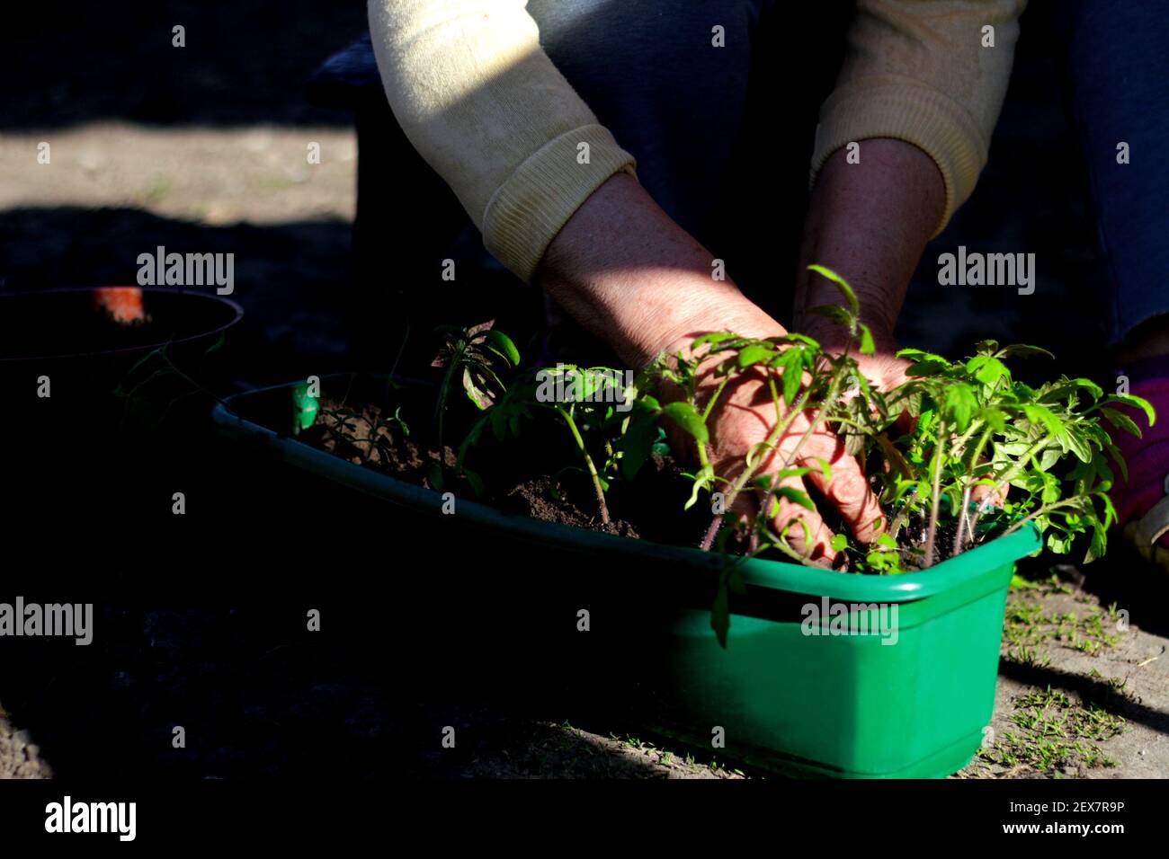 Défocalisation de la plantation et de la culture. La main d'une femme âgée plante les plants de tomate dans un contenant vert avec le sol. Petite tomate Banque D'Images